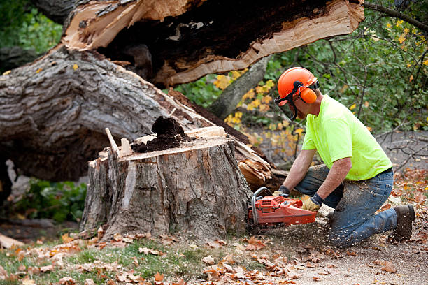 Professional Tree Care Services in Spencer, NC