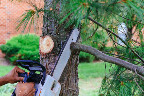 Best Tree Trimming and Pruning  in Speer, NC